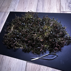 Portion XXL Bucephalandra Kedagang