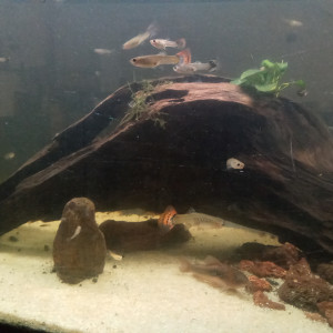 Jeunes Guppys males et femelles