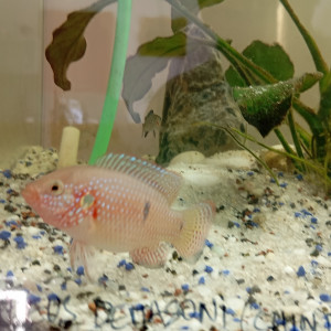 Hemichromis