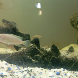 Cynotilapia afra Cobue