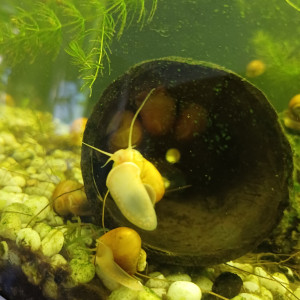 Escargot pomme