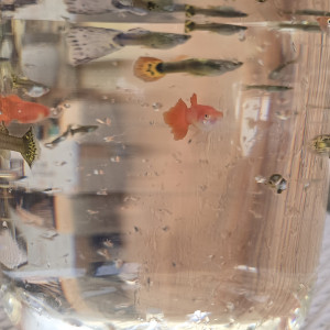 Guppys en tous genre et de toutes tailles