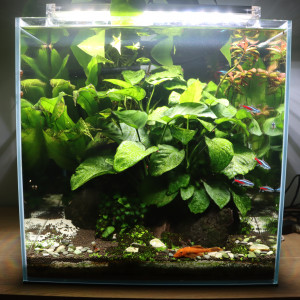Aquarium + livestock+ hardscape + plants + equipment