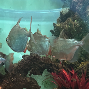 Vends Astro Oscar, Gourami et Metynnis