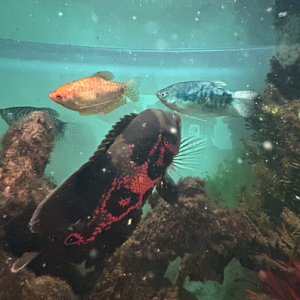 Vends Astro Oscar, Gourami et Metynnis