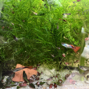VEND TRES BEAU GUPPY