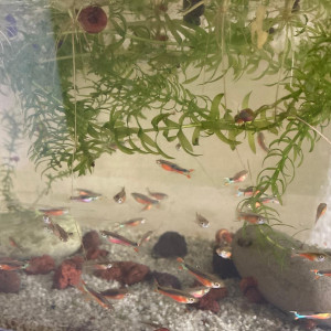 Guppy endler Santa Maria