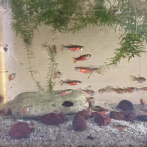 Guppy endler Santa Maria