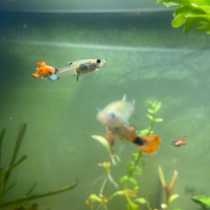 guppy