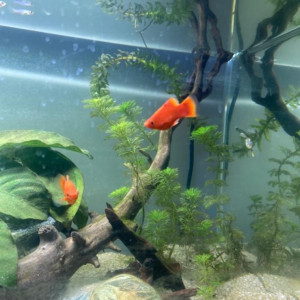 platy
