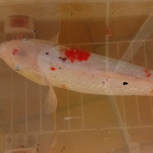 carpes Koi