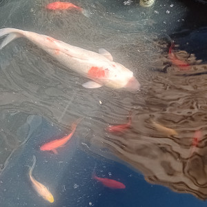 carpes Koi