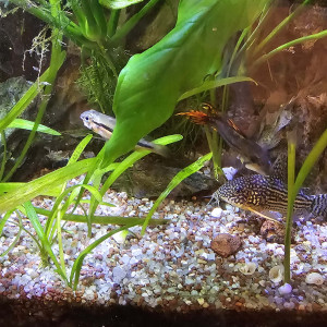 Donne Apistogramma Cacatuoides
