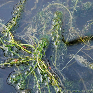 Elodée, Elodea canadensis
