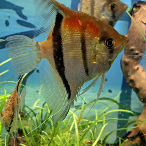Scalaires Manacaparu red back