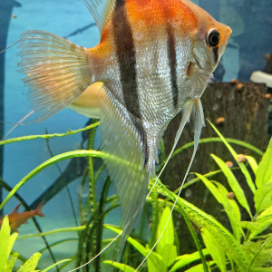 Scalaires Manacaparu red back