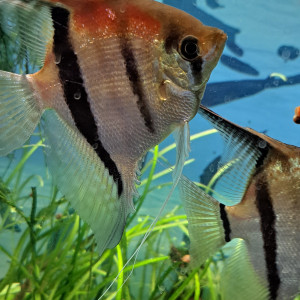 Scalaires Manacaparu red back