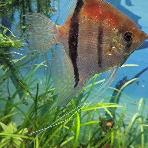 Scalaires Manacaparu red back