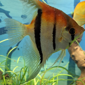 Scalaires Manacaparu red back