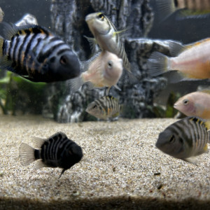 Vend bébé Amatitlania nigrofasciata