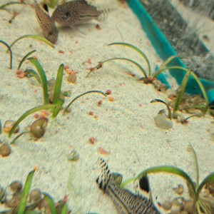Corydoras julii trilineatus