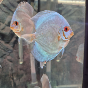 Discus
