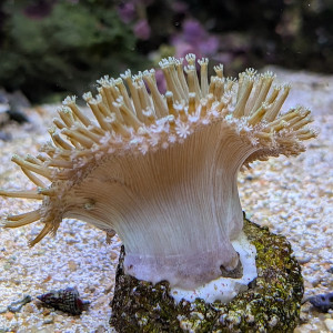Sarcophyton sp.