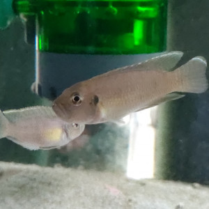 Neolamprologus brevis "Bangwe"