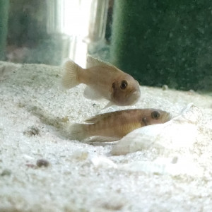 Neolamprologus brevis "Bangwe"