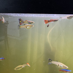 Guppys