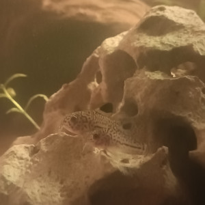 Lot de 7 Corydoras Julii