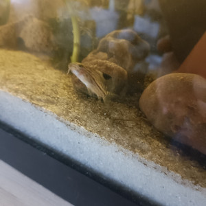 Lot de 6 Corydoras Julii