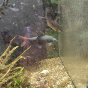 Vends poissons adultes