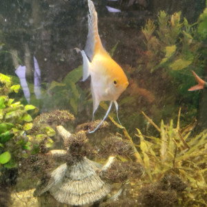 Vends poissons adultes