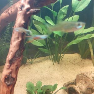 Guppys