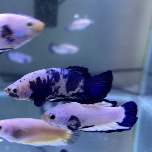 Betta plakat Blue Rim & Marble