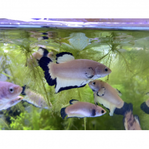 Betta plakat Blue Rim & Marble