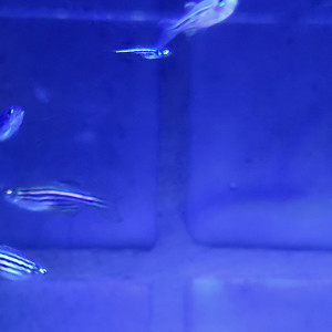 A vendre - Danio rerio nés cet été
