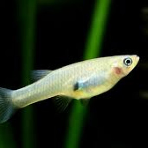 Gambusies adultes