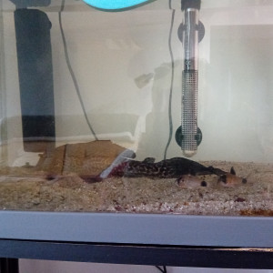 PLECO