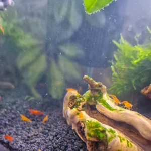 Crevettes Neocaridina