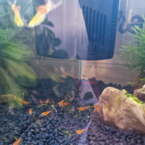 Crevettes Neocaridina