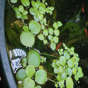 Plantes flottantes limnobium