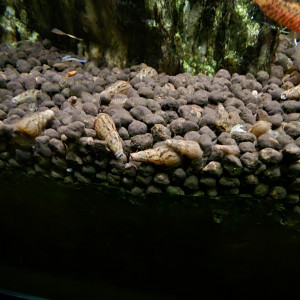 Escargots Melanoide