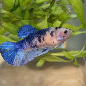 Femelle Betta Plakat Koi – Élevage maison