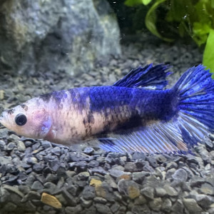 Femelle Betta Plakat Koi – Élevage maison