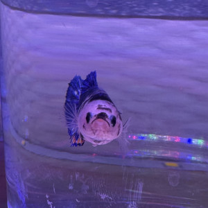 Femelle Betta Plakat Koi – Élevage maison