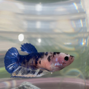 Femelle Betta Plakat Koi – Élevage maison