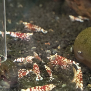 Crevette Fancy tiger red