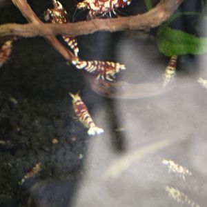 Crevette Fancy tiger red